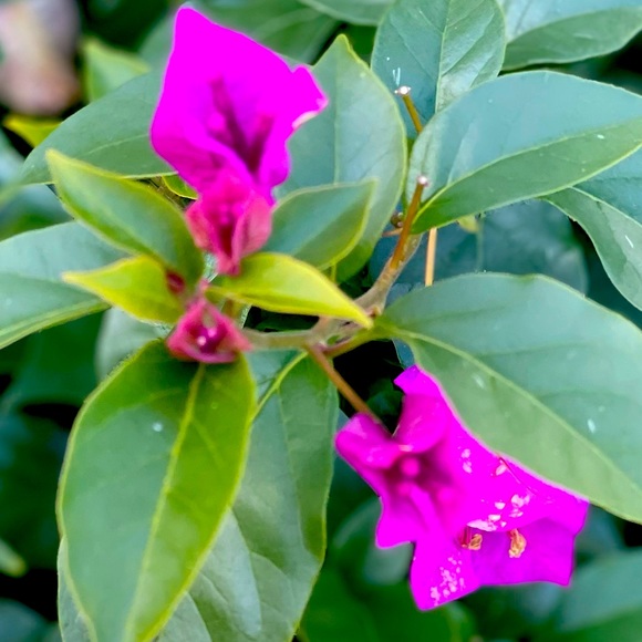 Meet your Posher - Picture 1 of 1